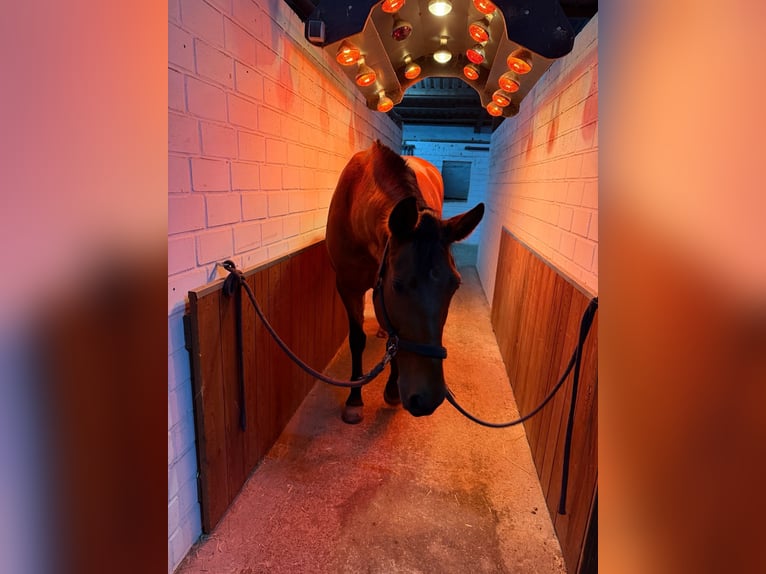 Westphalian Mare 13 years 16 hh Brown in Issum