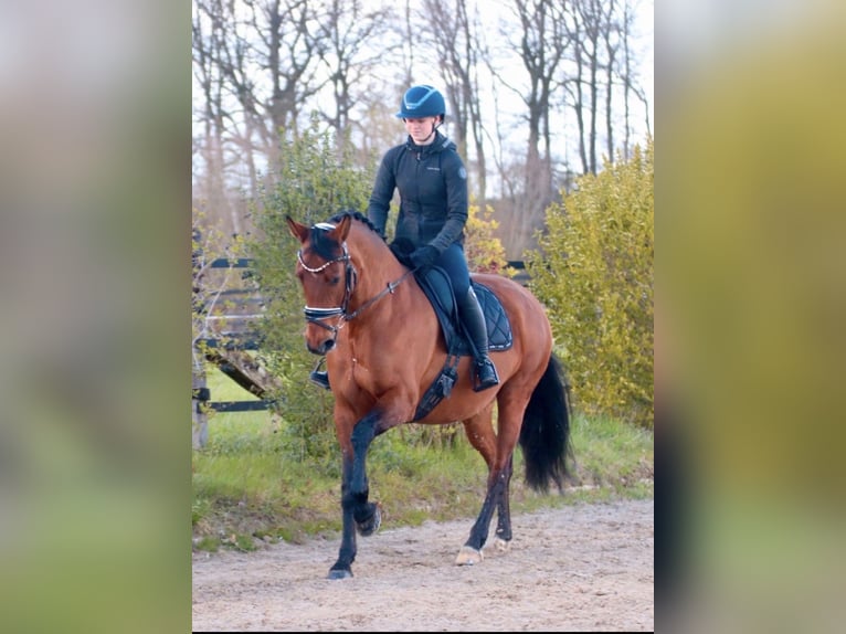 Westphalian Mix Mare 13 years 16 hh Brown in Issum