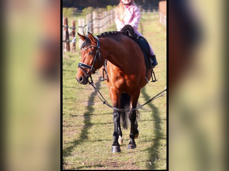Westphalian Mix Mare 13 years 16 hh Brown in Issum