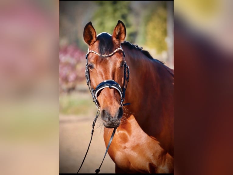 Westphalian Mix Mare 13 years 16 hh Brown in Issum