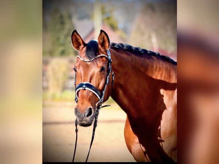 Westphalian Mix Mare 13 years 16 hh Brown in Issum