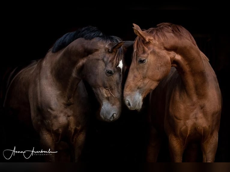 Westphalian Mare 13 years 16 hh Chestnut in Melle