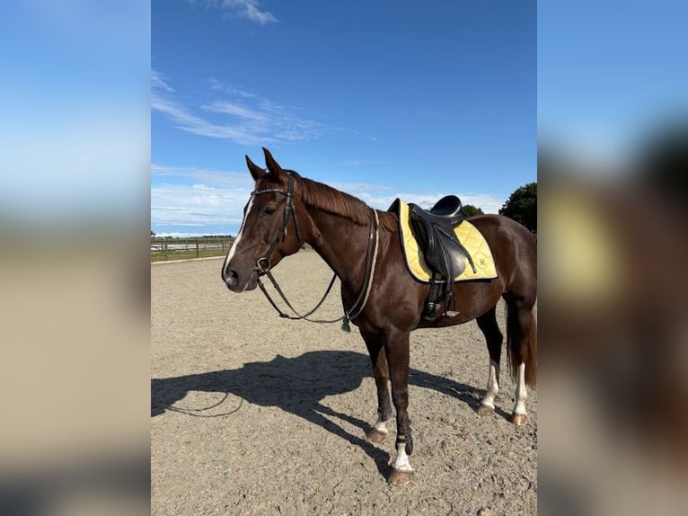 Westphalian Mare 13 years 16 hh Chestnut in Breda