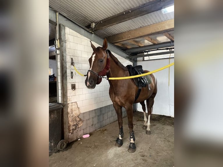 Westphalian Mare 13 years 16 hh Chestnut in Breda