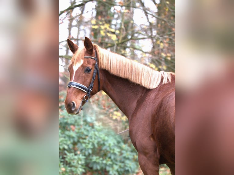 Westphalian Mare 13 years 16 hh Chestnut-Red in Essen (Oldenburg)