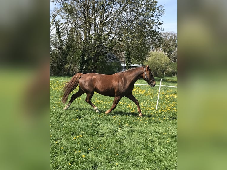 Westphalian Mare 13 years 16 hh Chestnut-Red in Lippstadt