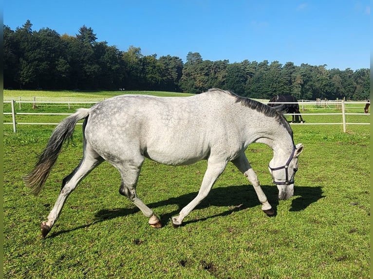 Westphalian Mare 13 years 16 hh Grey in Ibbenb&#xFC;ren