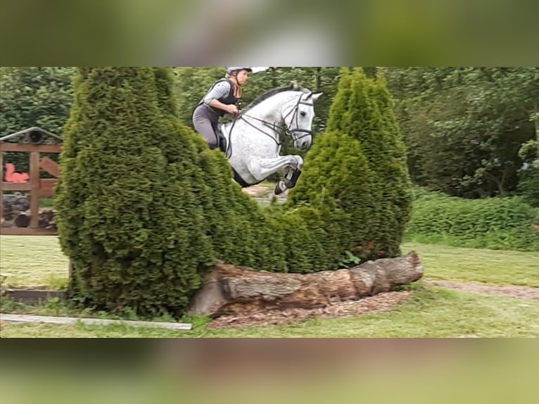 Westphalian Mare 13 years 16 hh Grey in Ibbenb&#xFC;ren