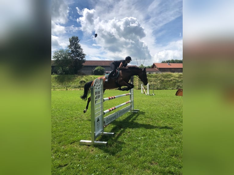 Westphalian Mare 13 years 16,1 hh Brown in Marktoberdorf