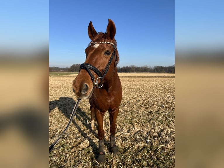 Westphalian Mare 13 years 16,1 hh Chestnut-Red in Herzebrock-Clarholz