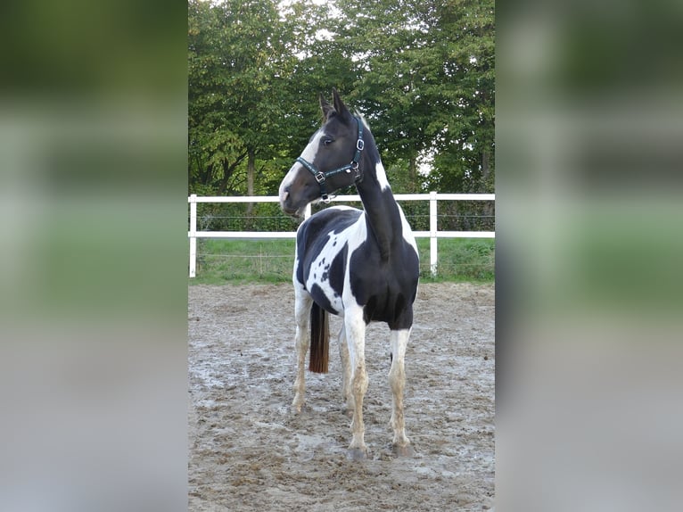 Westphalian Mare 13 years 16,1 hh Pinto in Borgentreich