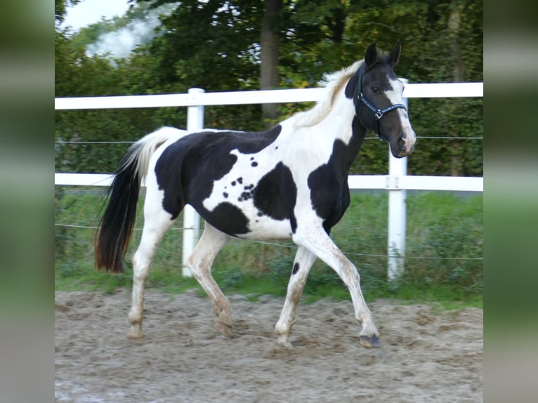 Westphalian Mare 13 years 16,1 hh Pinto in Borgentreich