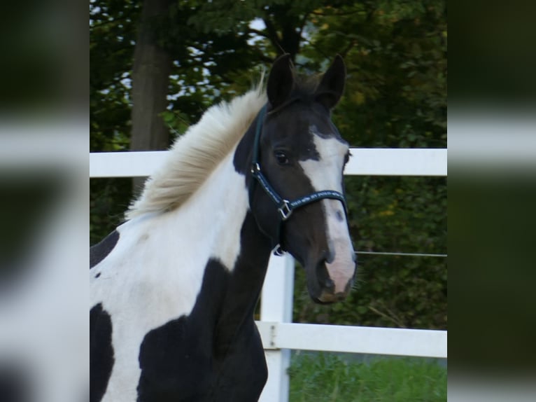 Westphalian Mare 13 years 16,1 hh Pinto in Borgentreich