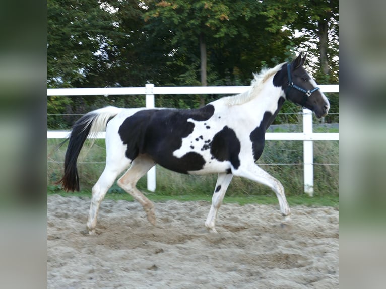 Westphalian Mare 13 years 16,1 hh Pinto in Borgentreich