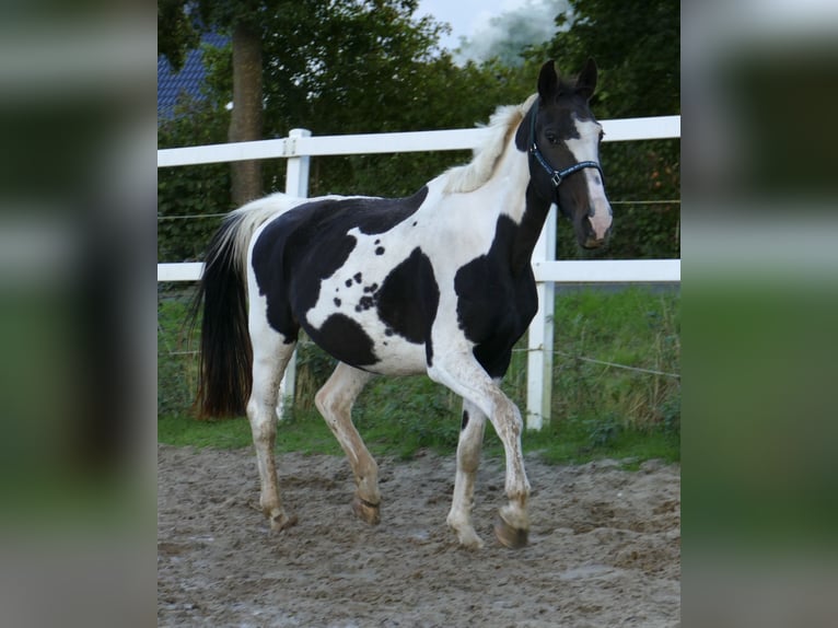 Westphalian Mare 13 years 16,1 hh Pinto in Borgentreich
