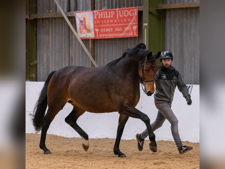 Westphalian Mare 13 years 16,2 hh Bay in yorkshire