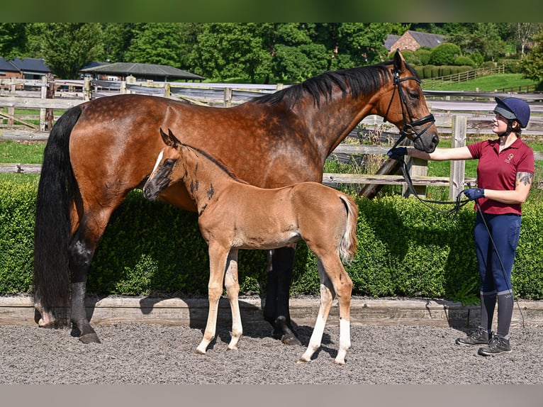 Westphalian Mare 13 years 16,2 hh Bay in yorkshire