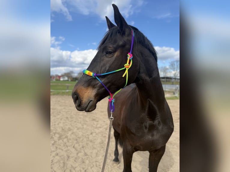 Westphalian Mare 13 years 16,2 hh Bay-Dark in Spelle