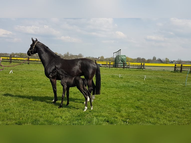 Westphalian Mare 13 years 16,2 hh Black in Hamm
