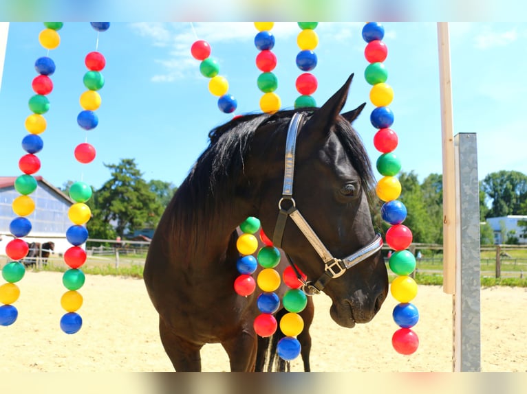 Westphalian Mare 13 years 16,2 hh Black in Sprockhövel
