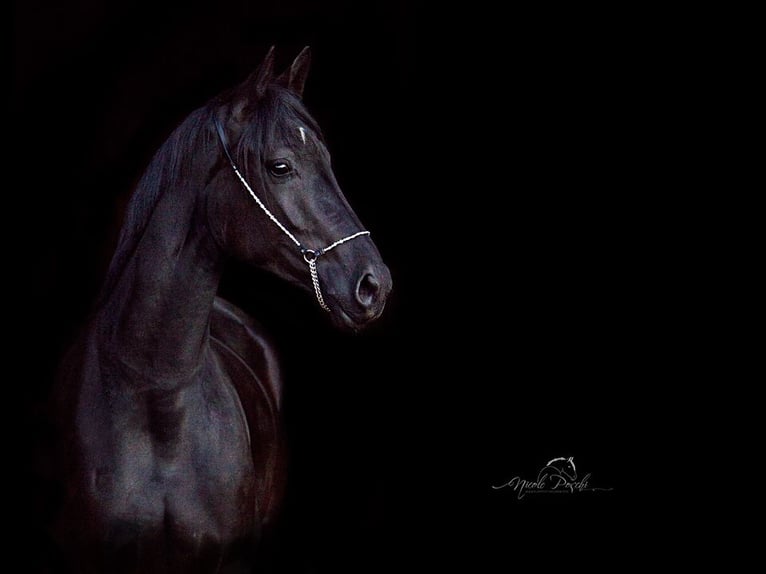 Westphalian Mare 13 years 16,2 hh Black in Sprockhövel