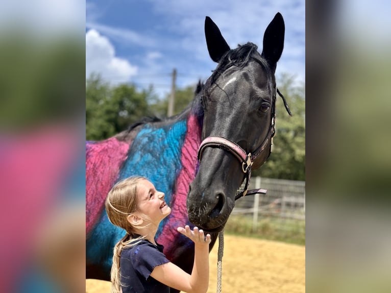 Westphalian Mare 13 years 16,2 hh Black in Sprockhövel