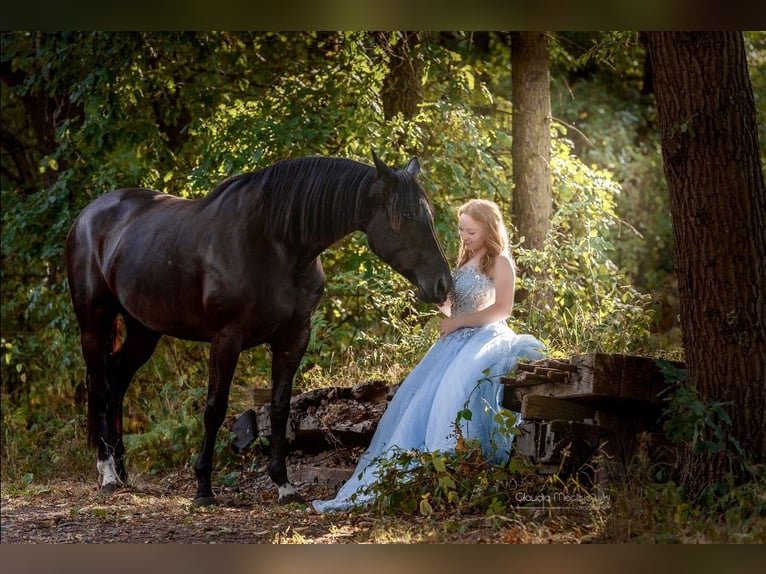 Westphalian Mare 13 years 16,2 hh Black in Sprockhövel