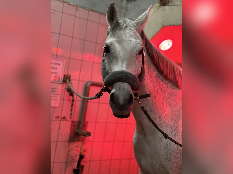 Westphalian Mare 13 years 16,2 hh Gray in Hof