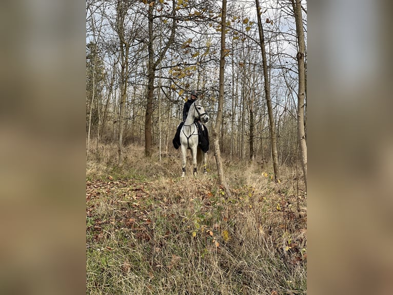Westphalian Mare 13 years 16,2 hh Gray in Hof
