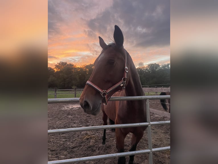 Westphalian Mare 13 years 16,3 hh Brown in Walldorf