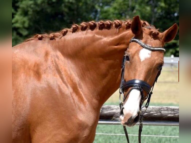 Westphalian Mare 13 years 16,3 hh Chestnut-Red in Nümbrecht