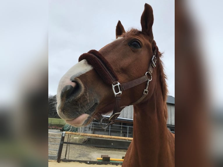 Westphalian Mare 13 years 16,3 hh Chestnut-Red in Nümbrecht
