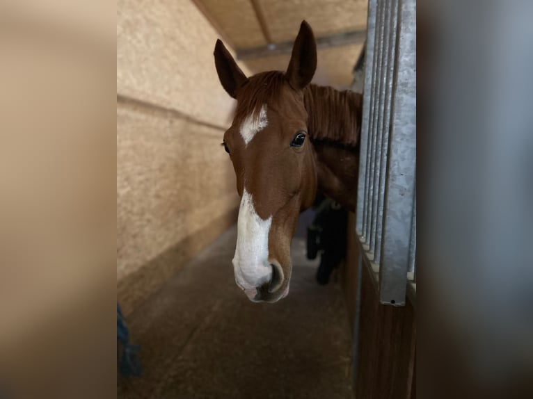 Westphalian Mare 13 years 16,3 hh Chestnut-Red in Nümbrecht