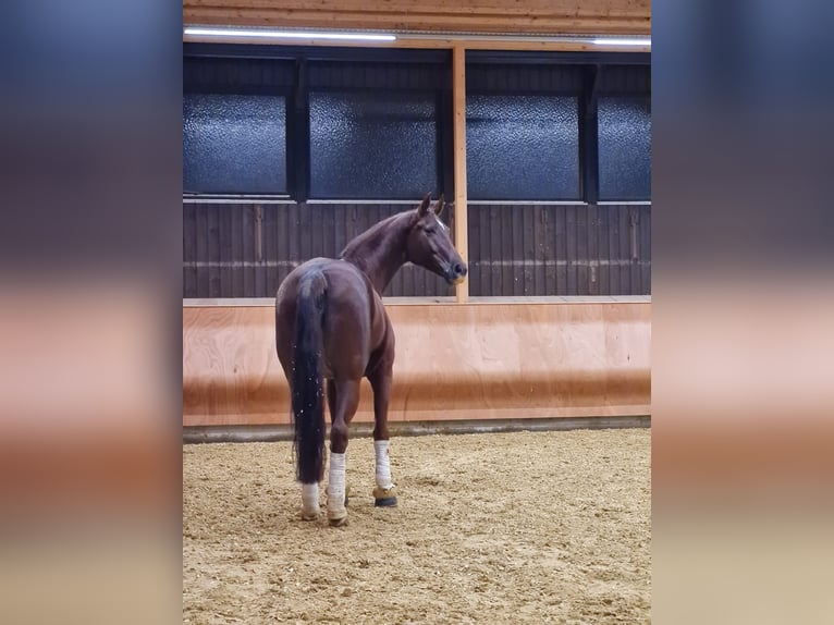 Westphalian Mare 13 years 17.1 hh Chestnut-Red in Dillenburg