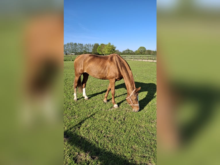 Westphalian Mare 13 years 17.1 hh Chestnut-Red in Münster