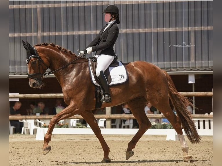 Westphalian Mare 13 years 17.1 hh Chestnut-Red in Delitzsch
