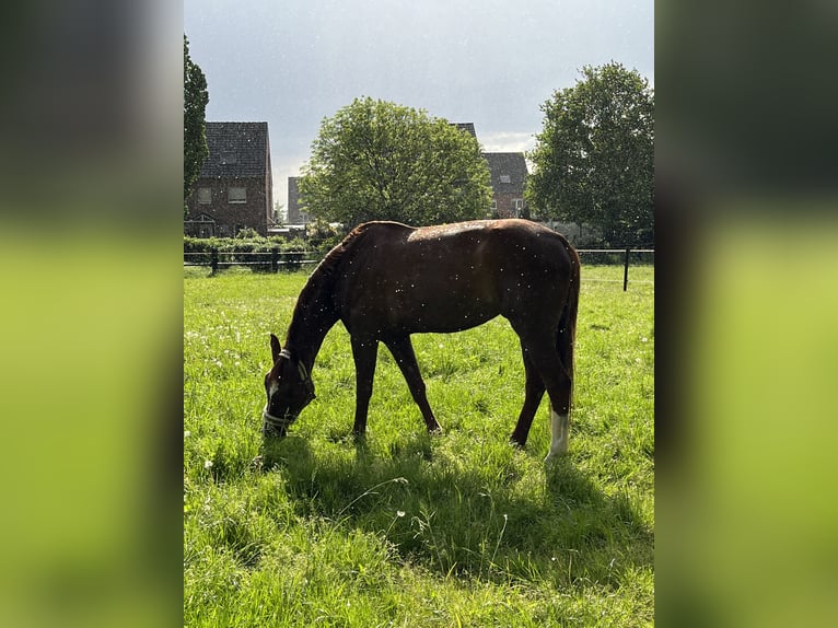 Westphalian Mare 13 years 17.1 hh Chestnut-Red in Delitzsch