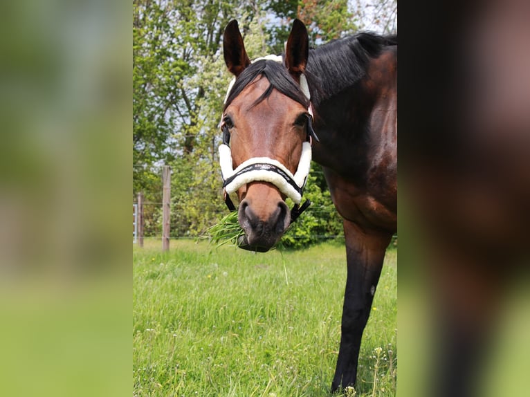Westphalian Mare 13 years 17 hh Bay-Dark in Bramsche