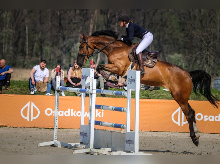 Westphalian Mare 13 years 17 hh Bay in Grębanin