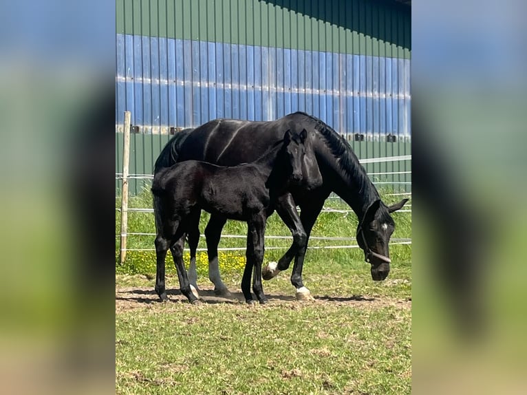 Westphalian Mare 13 years 17 hh Black in Borken