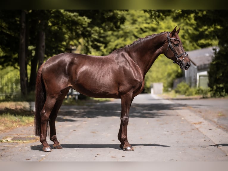Westphalian Mare 13 years 17 hh Chestnut in Windhagen
