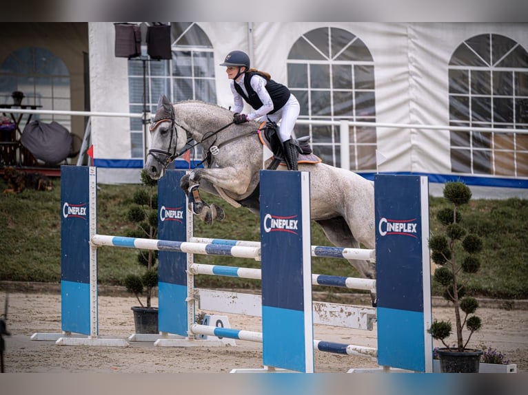 Westphalian Mare 13 years 17 hh Grey in Lindlar