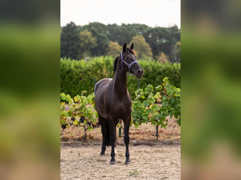 Westphalian Mare 13 years 17 hh Smoky-Black in LOKEREN