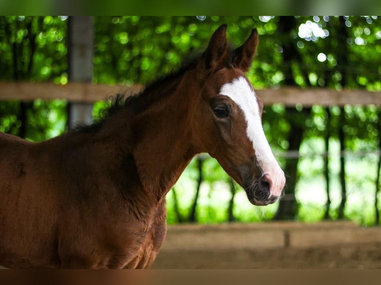 Westphalian Mare 13 years 17,1 hh Chestnut-Red in Ratingen