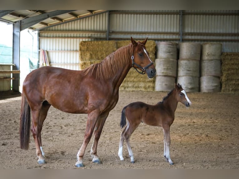 Westphalian Mare 13 years 17,1 hh Chestnut-Red in Ratingen