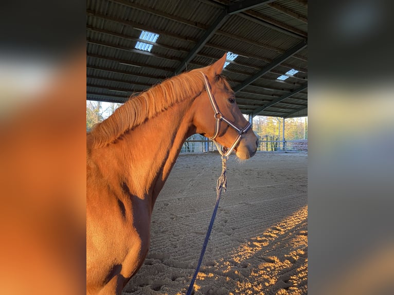 Westphalian Mare 13 years 17,1 hh Chestnut-Red in Ratingen