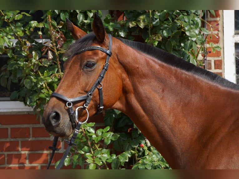 Westphalian Mare 14 years 15,2 hh Brown in Reken