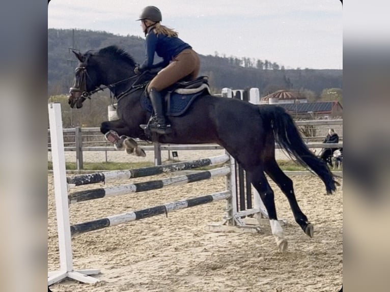 Westphalian Mare 14 years 15.2 hh Brown in Bodenfelde