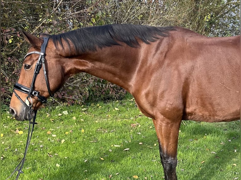 Westphalian Mare 14 years 15,3 hh Brown in Bassum