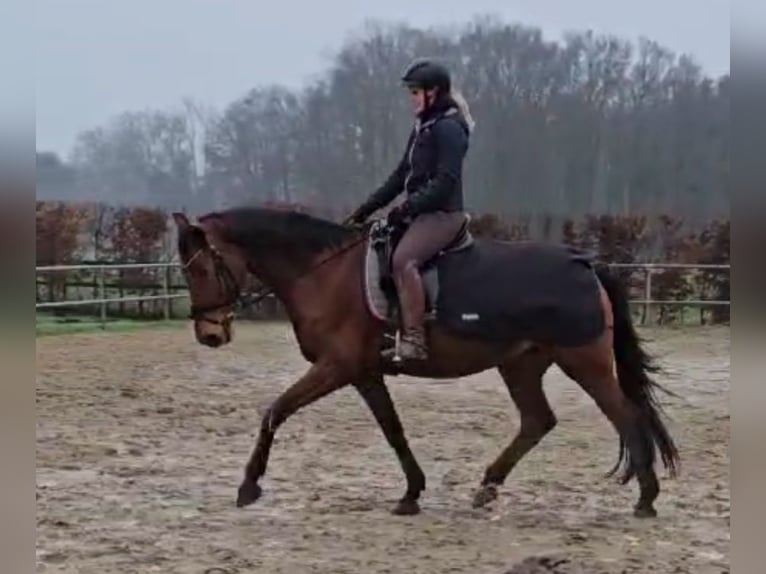 Westphalian Mare 14 years 15,3 hh Brown in Bassum